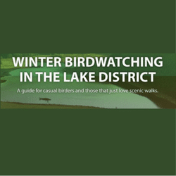 A Lake District Winter Birdwatching Guide