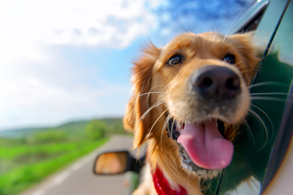 4 Reasons To Bring Your Dog On Holiday