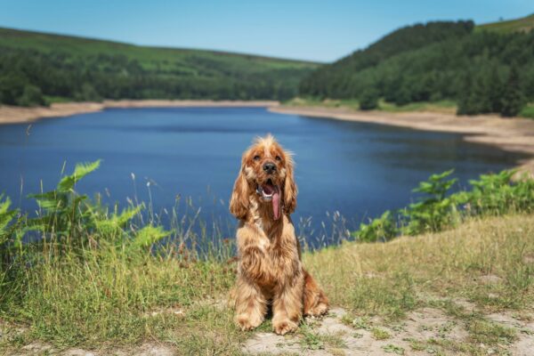 happy-golden-dog-in-front-of-lake